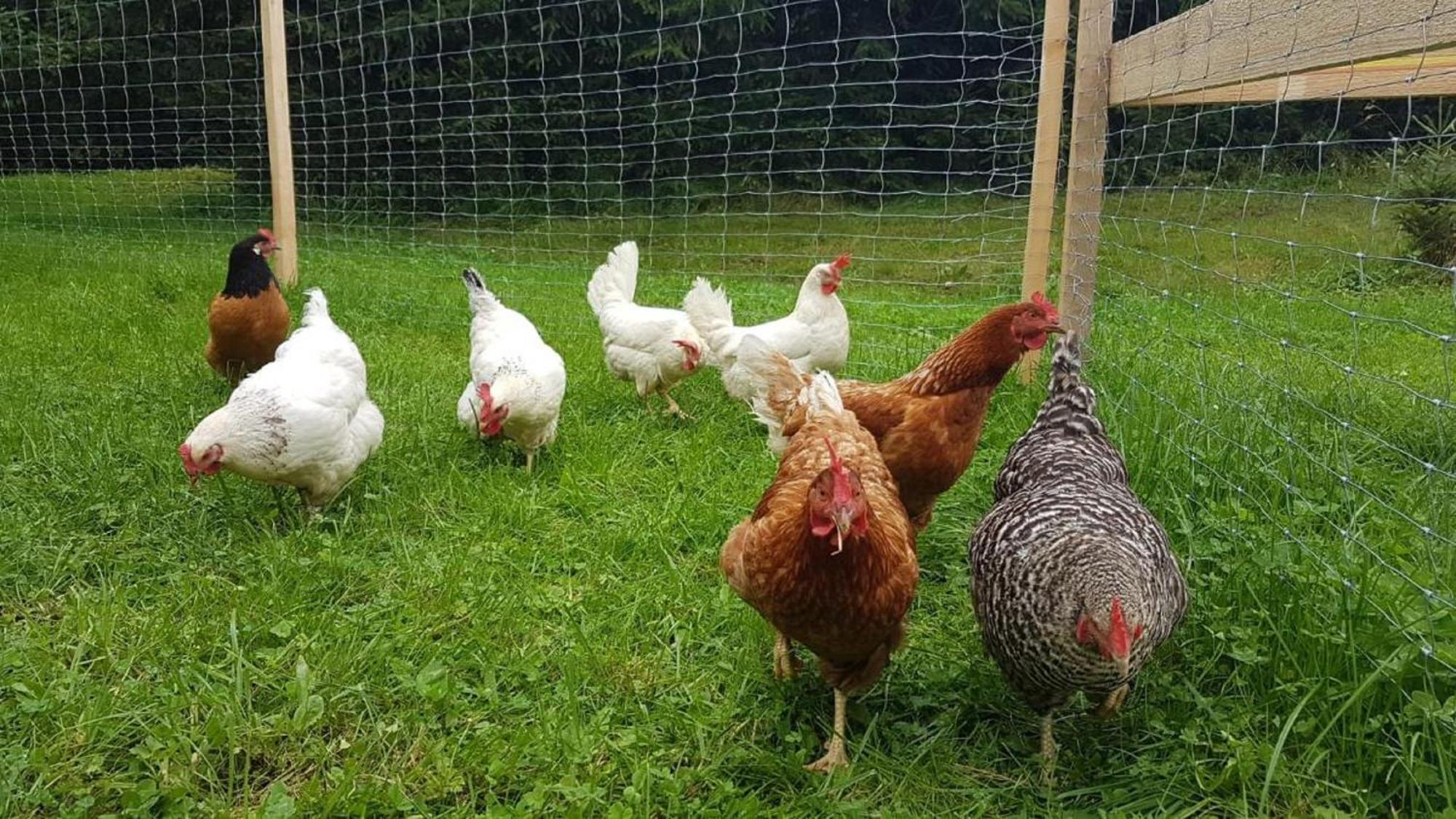 Ferienbauernhof Mehlbach ξενώνας Kollnburg Εξωτερικό φωτογραφία